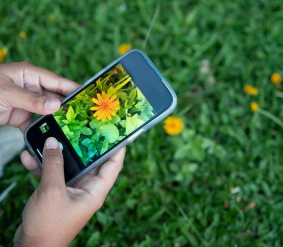hands holding a smartphone and taking a photo of a flower in the grass