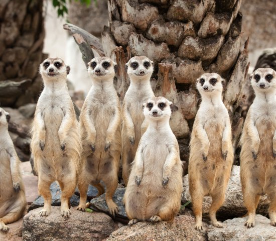 Family portrait of meerkats