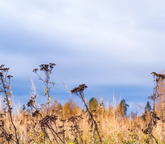 Prairie landscape with grasses, meadows, trees and a bright blue sky with white clouds