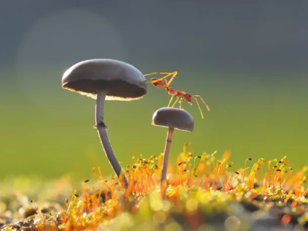 Ants crawling on mushrooms