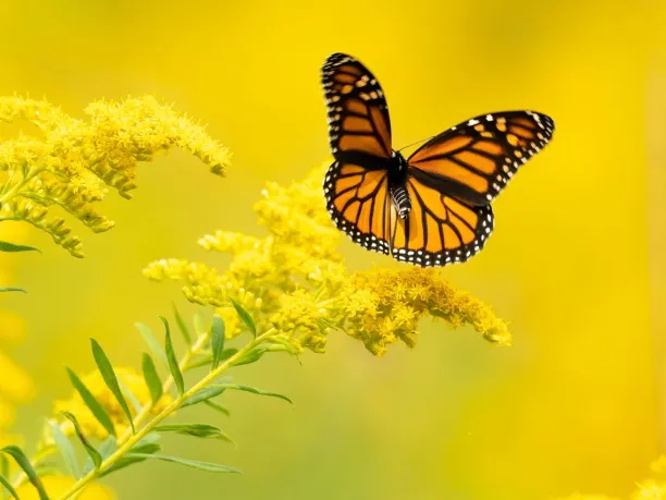 A monarch butterfly sits on a yellow flower with a yellow background