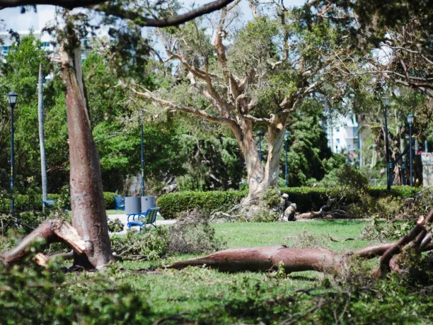 a public park with trees fallen over after a storm