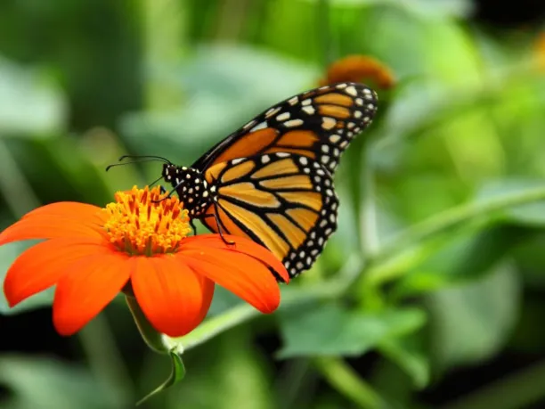 a monarch butterfly sits on an orange flower