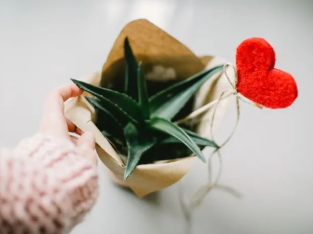 a sustainable valentine's day gift, a small succulent with a fabric heart