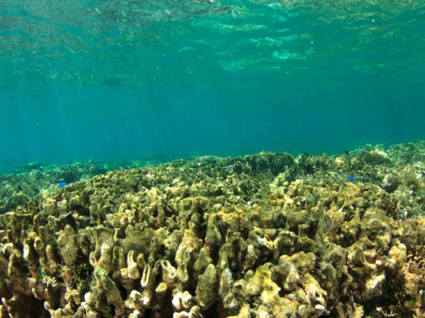 An underwater view of coral bleaching