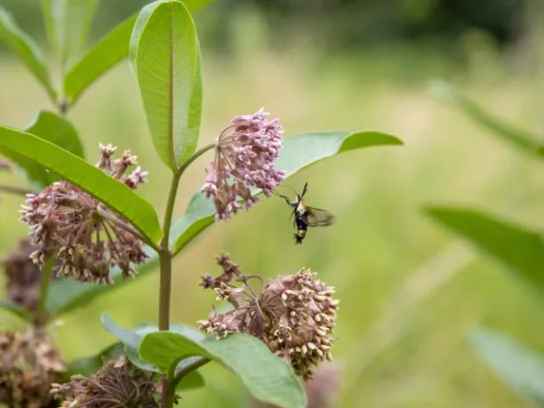 a bee flies to some milkweed