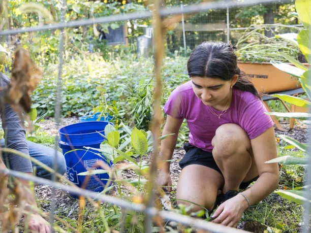 A man and woman are on their knees digging in a garden