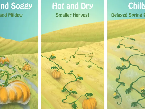 Pumpkin Harvest
