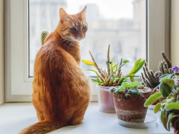 Ginger cat on a windowsill