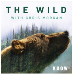 The Wild podcast logo