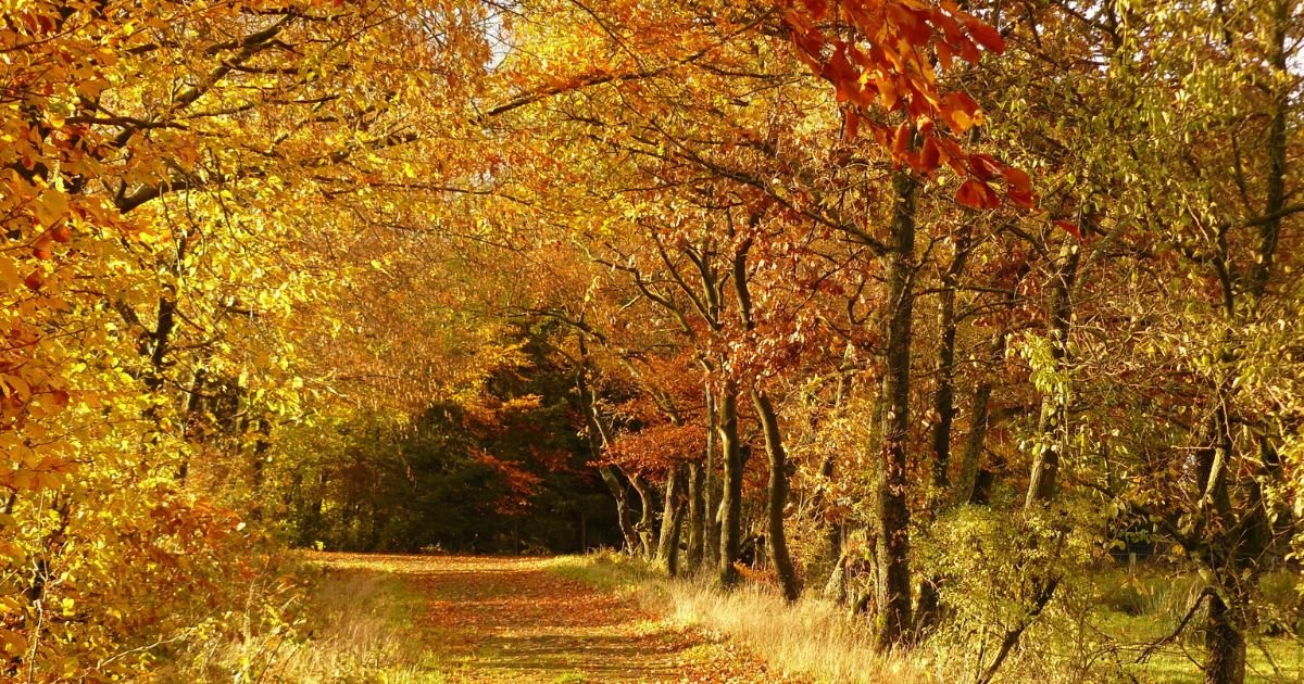 A trail in the forest with fall foliage 