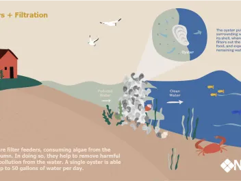 Infographic showing how oysters filter polluted water.