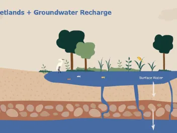 Infographic showing how wetlands help recharge groundwater.