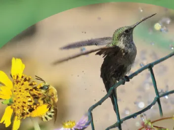 Picture of a hummingbird and a bee near flowers