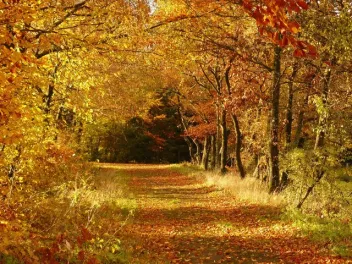 A trail in the forest with fall foliage 