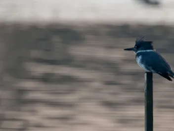 Belted kingfisher overlooks the water