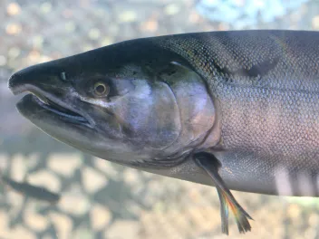Adult coho salmon in large aquarium