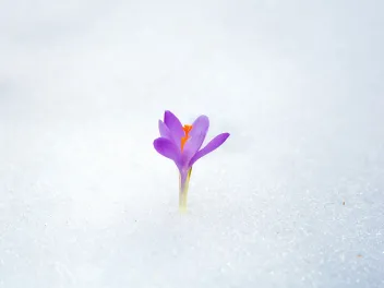 Flower blooming in snow