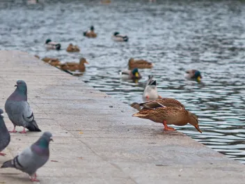 Pigeons and ducks at a river bank