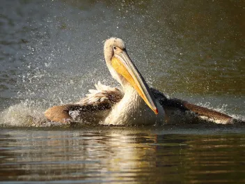 Pelican splashing in the water