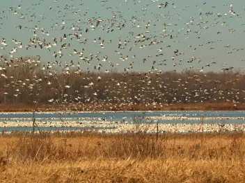 Birds flying in the winter at a marsh