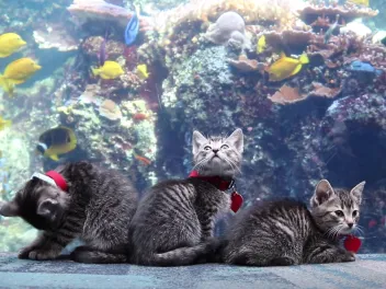 Kittens at the aquarium