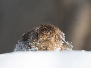Groundhog in snow - animals that predict the weather